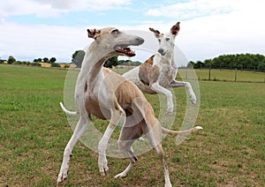 Two funny galgos are jumping together and have fun in the garden