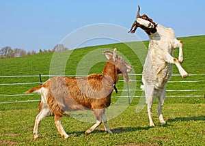 Two funny goats playing