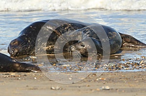 Two funny Grey Seals, Halichoerus grypus, play fighting on the shoreline during breeding season.