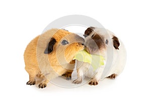 Two funny guinea pigs eating one cabbage leaf