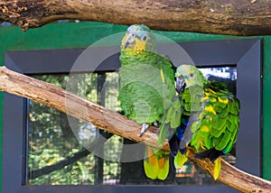 Two funny and happy blue fronted parrots, sitting on a branch together, tropical pets from America