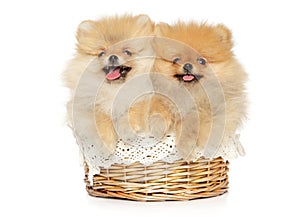 Two funny and happy Pomeranian puppies lie in a wicker basket