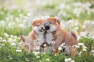 Two funny and happy red shiba inu puppies sitting in the green grass and white flowers in summer. Cute japanese red dogs