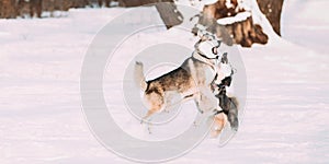 Two Funny Happy Siberian Husky Dogs Playing Together Outdoor In Snowy Park At Sunny Winter Day. Smiling Dog. Active Dogs