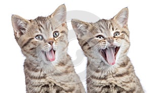 Two funny happy young cats portrait isolated