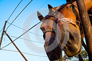 Two funny horses looking at camera