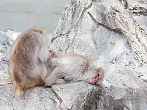 Two funny Japanese macaque