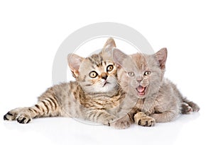 Two funny kittens lying together. isolated on white background