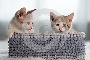 Two funny kittens are sitting in a gray wicker basket with their paws out. A place to sleep for small pets.