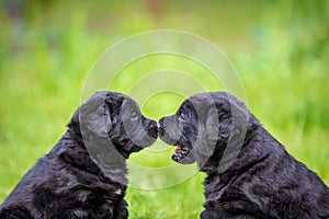 Two funny Labrador retriever puppies sniffing each other