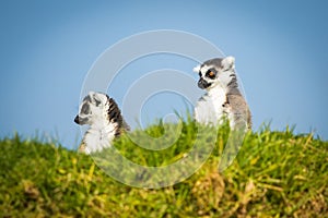 Two funny lemurs