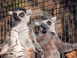 Two funny lemurs with closed eyes enjoy the sun in the zoo