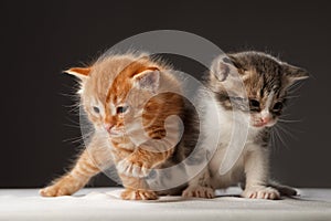 Two funny little red hair kittens