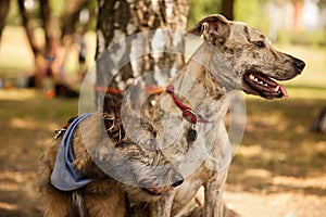 Two funny mixed breed dogs in the park