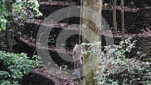 Two funny monkeys go down lianas in tropical forests of Indonesia.
