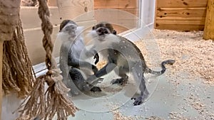 Two funny monkeys playing and having fun in zoo behind the glass barrier