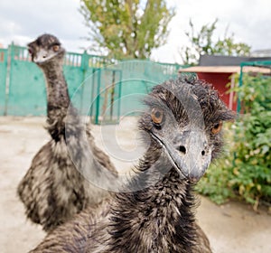 Two funny ostriches