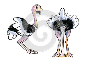 Two funny ostriches