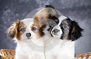 Two funny Papillon puppy