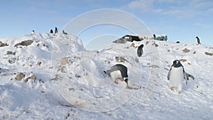 Two Funny Penguins Steal Pebbles from Each Other s Nest.