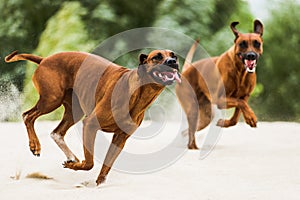 Two funny playfull Rhodesian Ridgebacks chasing each other photo