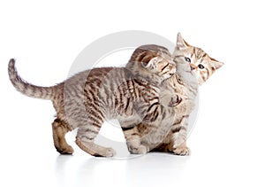 Two funny playful small kittens