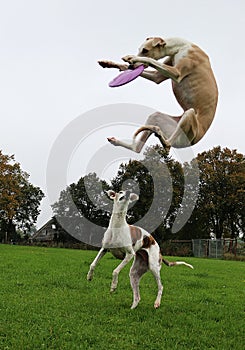 Two funny playing galgos in the garden photo