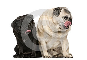 Two funny Pugs