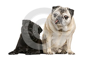Two funny Pugs