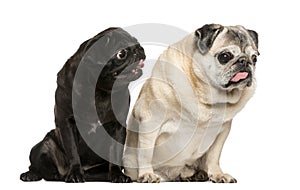 Two funny Pugs