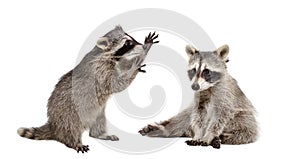 Two funny raccoons