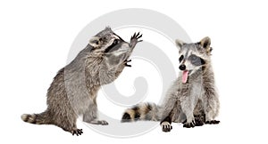Two funny raccoons sitting together