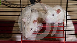 Two funny rats look out of the cage and beg for food. Pet rats close up. 4k resolution video