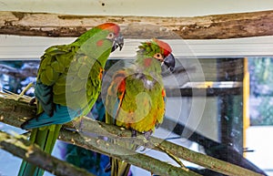 Two funny red fronted macaw parrots sitting together on a branch, tropical and critically endangered birds from Bolivia