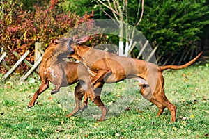 Two funny Rhodesian Ridgebacks dogs playing, running, c