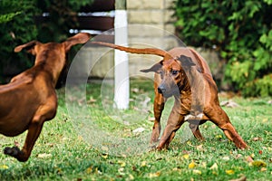 Two funny Rhodesian Ridgebacks dogs playing, running, c