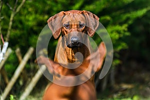 Two funny Rhodesian Ridgebacks dogs playing, running, c