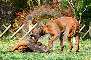 Two funny Rhodesian Ridgebacks dogs playing, running, c