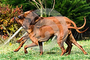 Two funny Rhodesian Ridgebacks dogs playing, running, c photo