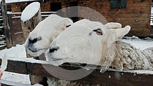 Two funny sheep beg for food, livestock farm in winter under snowfall.