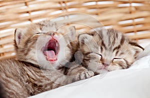 Two funny sleeping and yawning kittens