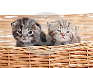 Two funny small kittens in wicker basket