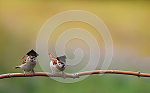 Two funny sparrow birds are sitting in the spring garden in the student hats of the confederacy photo