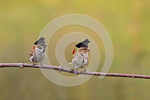 Two little funny sparrow birds are sitting in the spring garden in the student hats of the confederacy photo