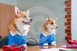 Two funny Welsh corgi Pembroke or cardigan in school uniform are sitting in college, stationery, notebooks and backpacks