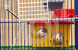 Two funny white and gray tame curious mouses hamsters with shiny eyes looking from bright yellow cage behind metal bars. Keeping