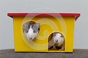 Two funny white and gray tame curious mouses hamsters with shiny eyes looking from bright yellow cage window. Keeping pet friends