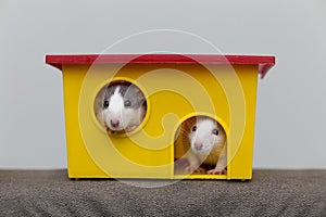 Two funny white and gray tame curious mouses hamsters with shiny eyes looking from bright yellow cage window. Keeping pet friends