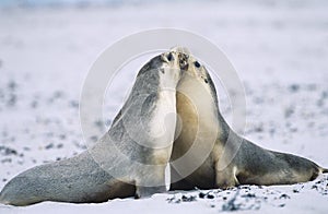 Two Fur seals bonding on beach photo