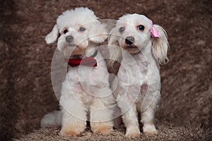 Two furry bichons with bowties sit and look to side